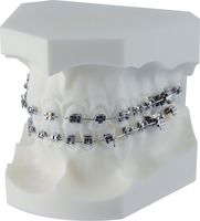 Orthodontic demonstration model equilibrium® mini/equilibrium® 2