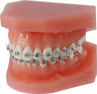 Orthodontic demonstration model discovery® smart
